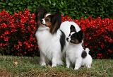 EPAGNEUL PAPILLON 011